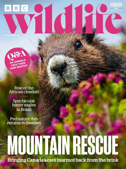 Title details for BBC Wildlife Magazine by Our Media Limited - Available